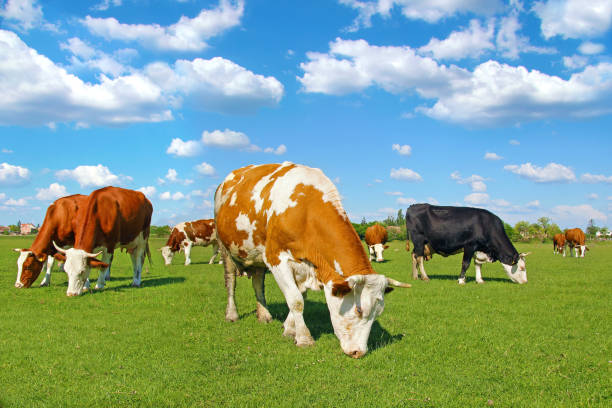 Intensive farming 5