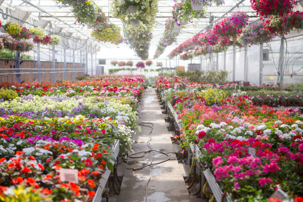 Nursery in Dubai 2
