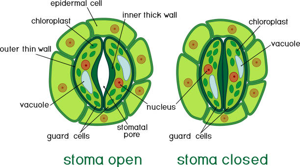 Stomata function 1