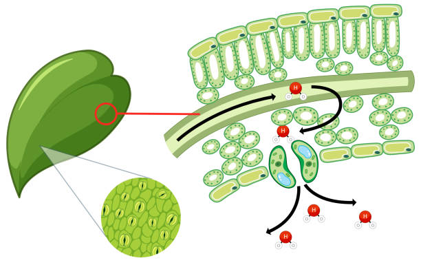 Stomata function 7