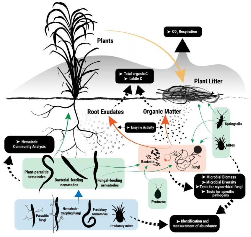 adapting the use of soil food web