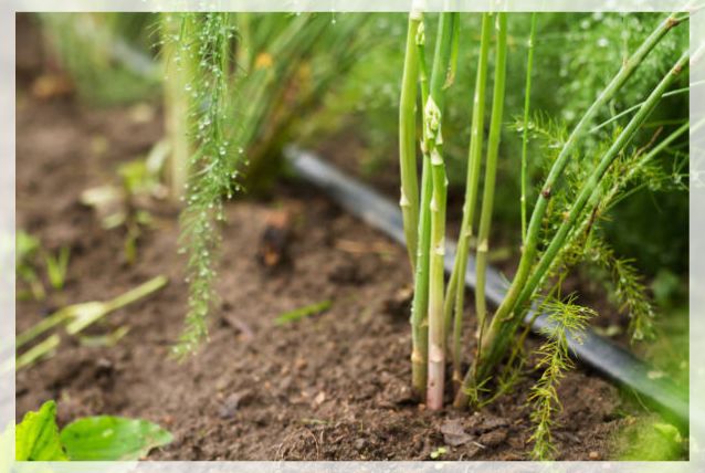 asparagus plant 1