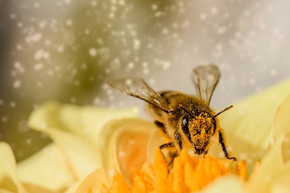 hand pollination advantages