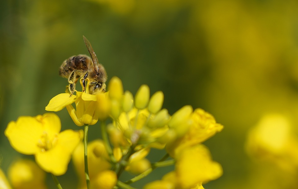 taking the pollens of best kind