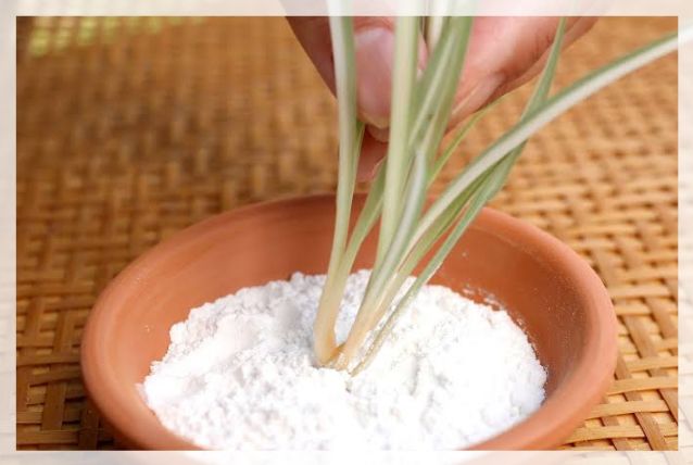 benefits of rooting hormone