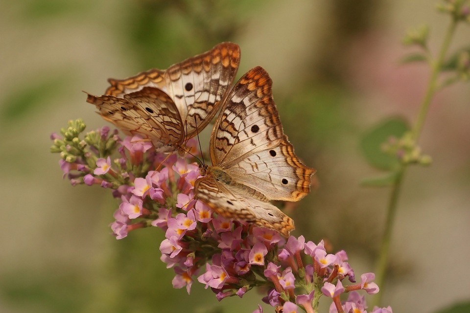 how hand pollination works