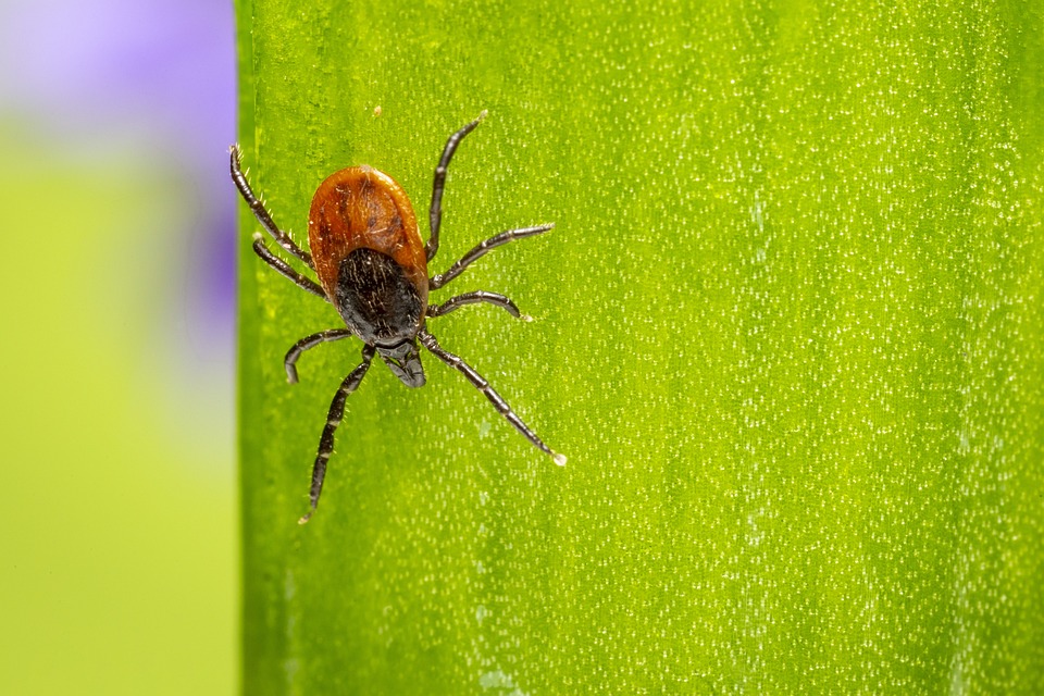 ways in which spider mites work