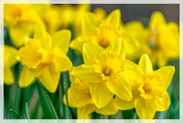 daffodil flowers 1