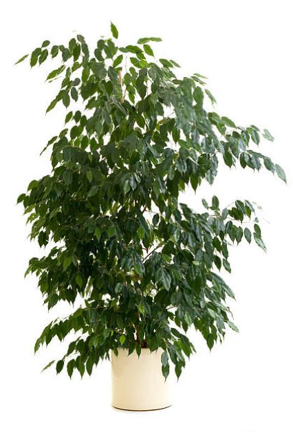 ficus plant 1