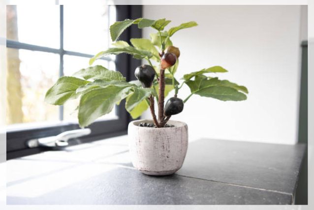 ficus plant