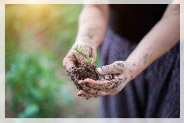 growth from seeds