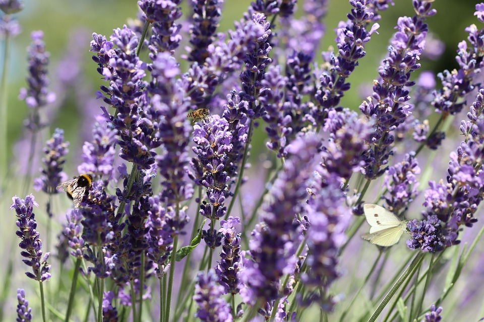 how breeders make use of hand pollination