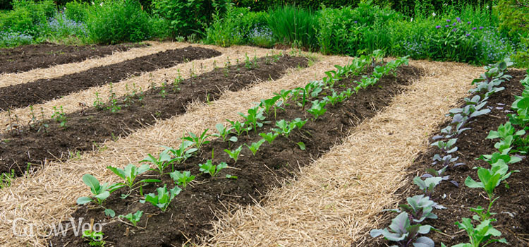 no-till gardening