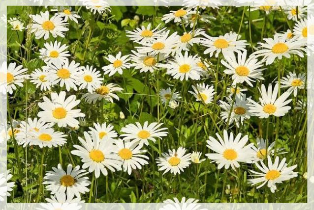 oxeye