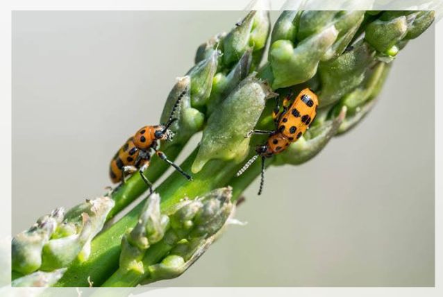 pests