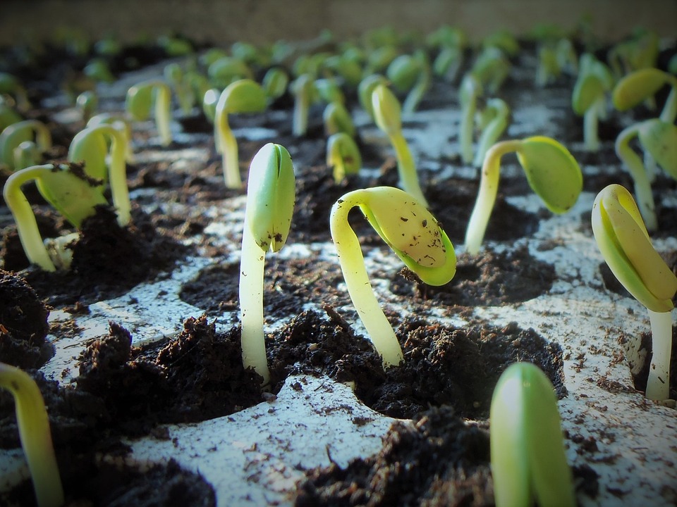 adapting proper care for seedlings indoors