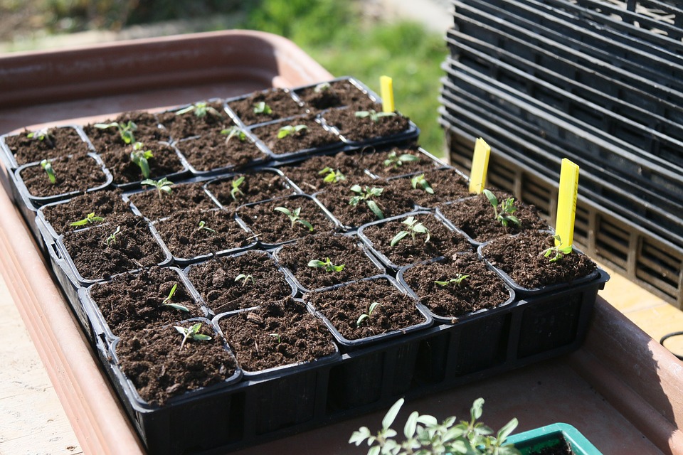 garden beds or seedlings?