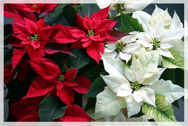poinsettia plant 1