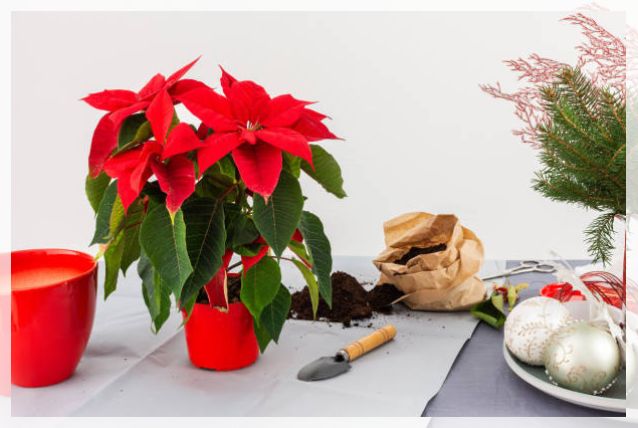 poinsettia plant 2