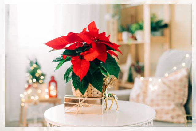 poinsettia plant