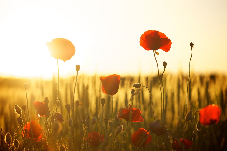 flowers to plant in groups