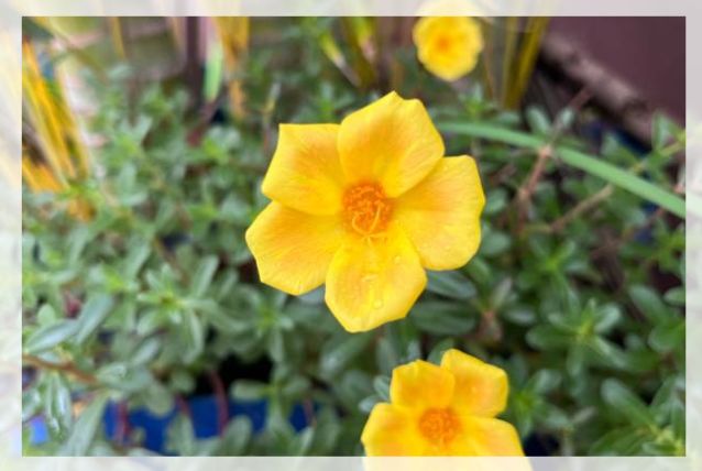 portulaca grandiflora 1