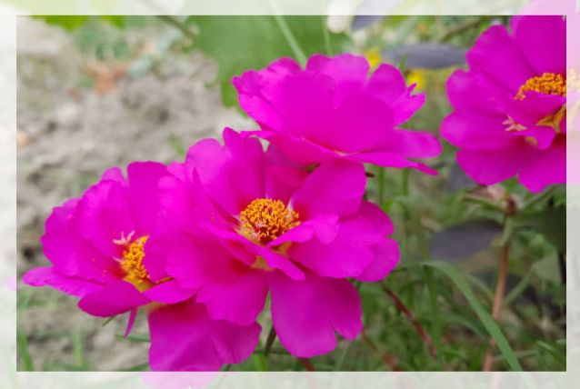 portulaca grandiflora 2