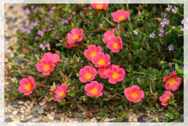 portulaca grandiflora