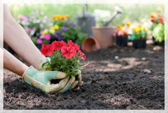 potting and repotting