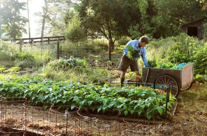 how gardening is done in no-till method