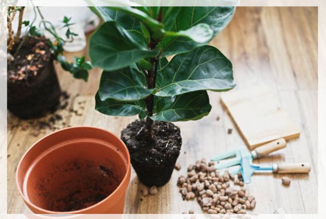 repotting ficus plant