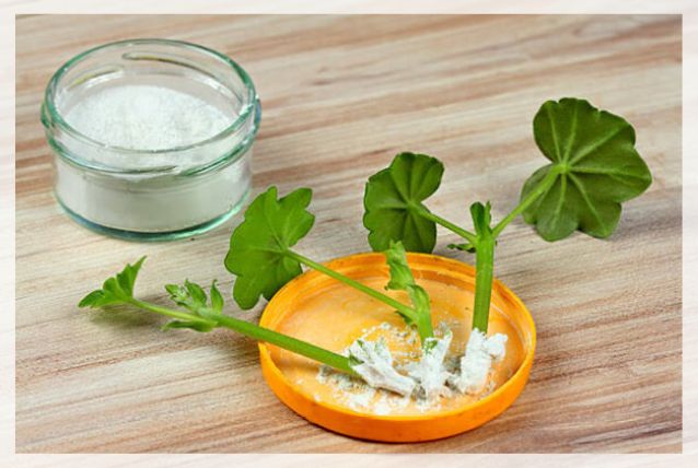 rooting hormone types