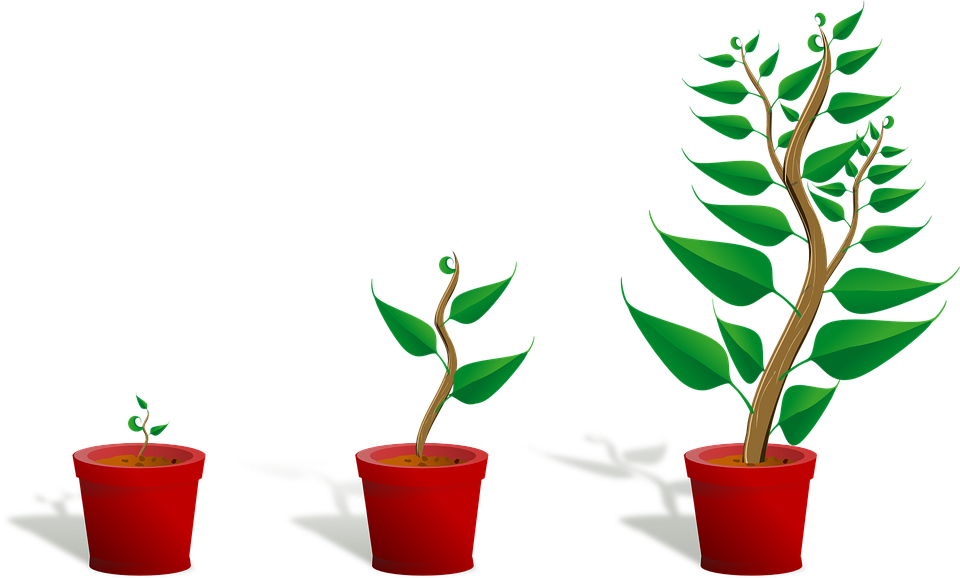 how leggy seedlings work