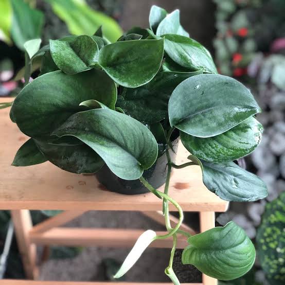 satin jade pothos 2