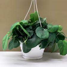 satin jade pothos