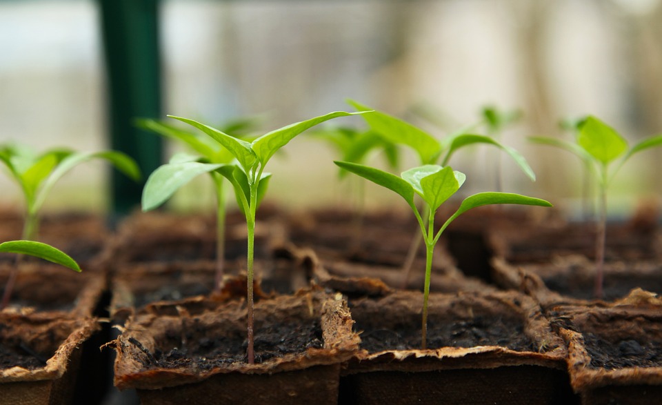 how leggy seedlings happen