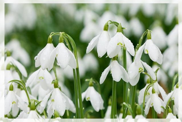 snowdrop flower 1