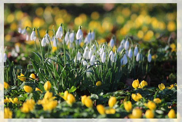 snowdrop flower 2