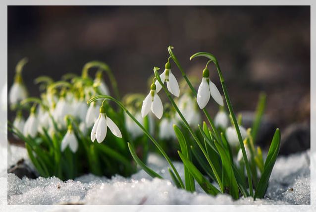 snowdrop flower