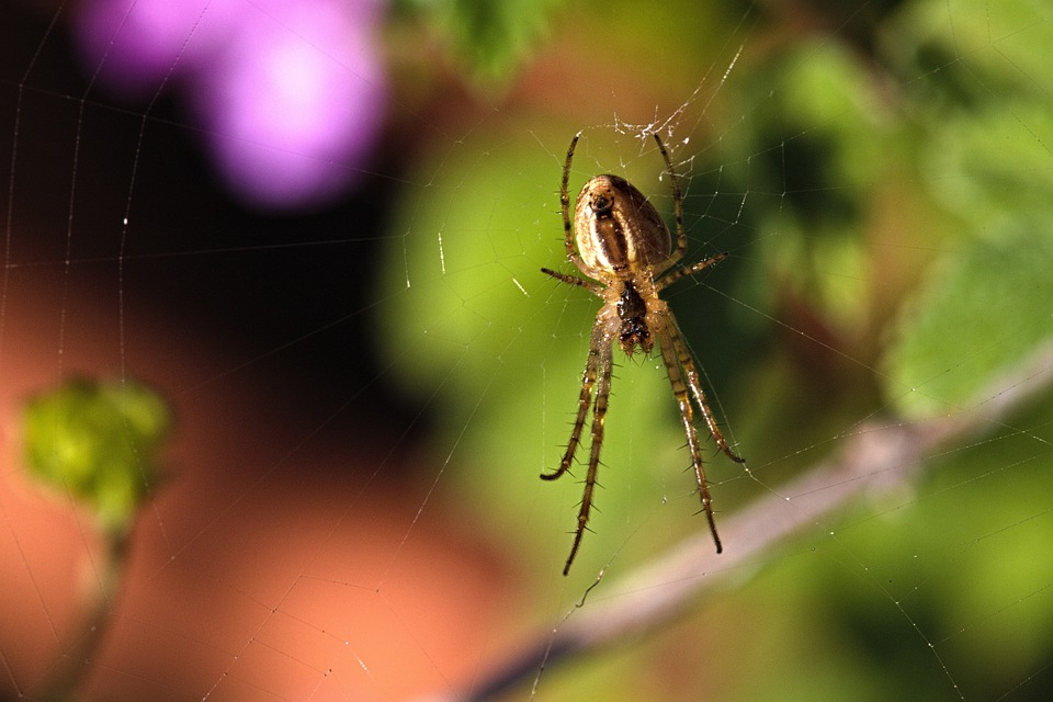 how spider mites work