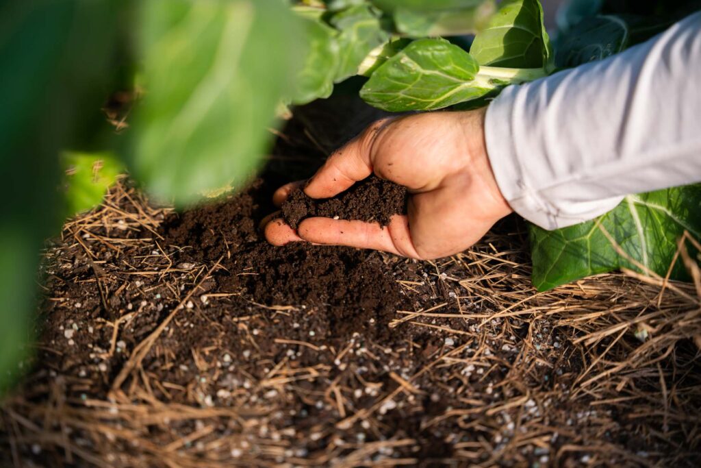 getting an organic garden with worm castings