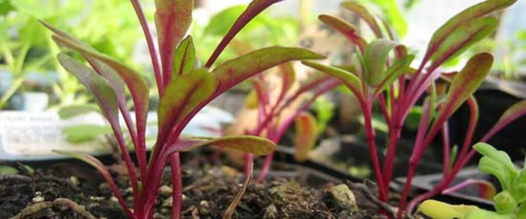 how damping off is prevented