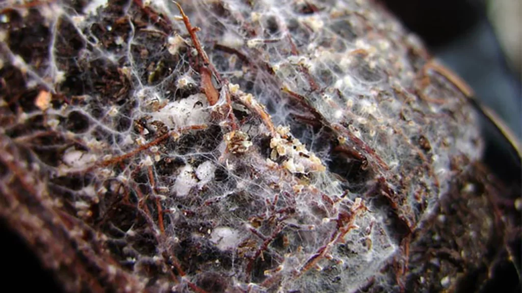 how you will be eyeing results