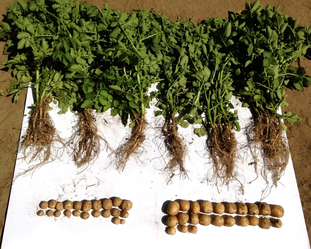 how to use mycorrhizae and why it benefits