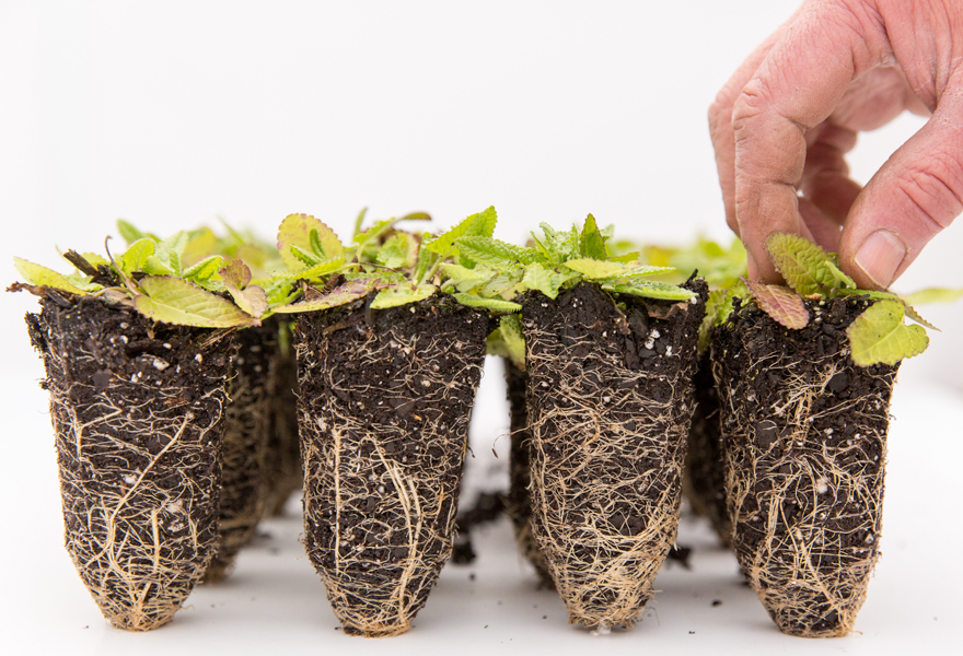 applying vernalization