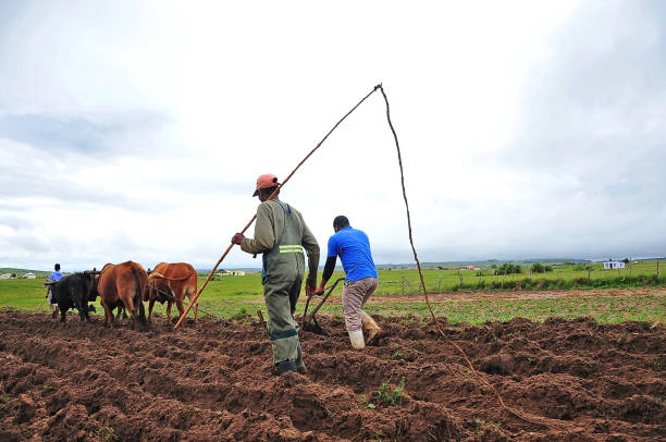 Subsistence farming 5