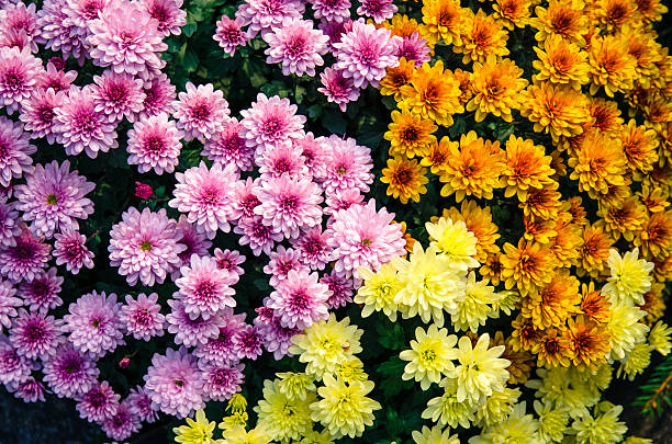 Types of flowers 7
