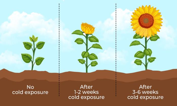 how vernalization works