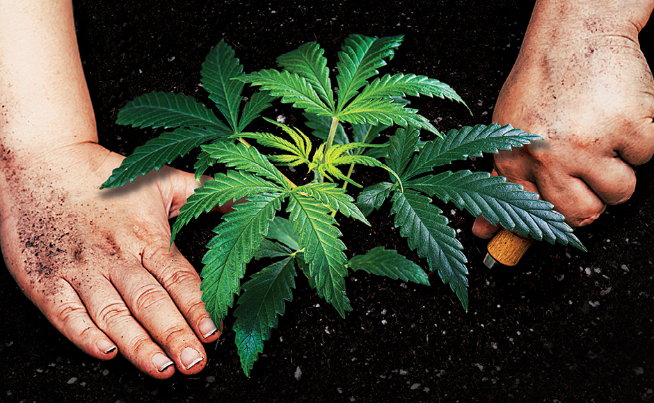 applying Mycorrhizae