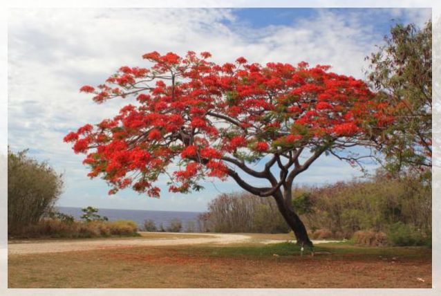 delonix regia 2